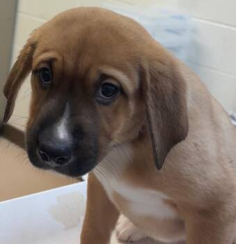 Mountain Cur and Shepherd Dogs Available for Adoption in Elizabethton, Tennessee - ZEVA | PetCurious