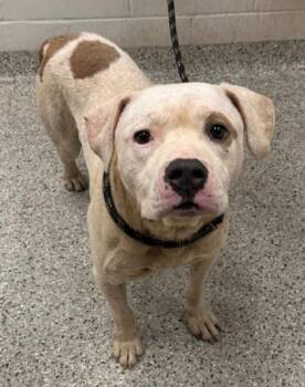 Sullivan -  Pit Bull Terrier and Mixed Breed Dog for Adoption in Kansas City, Missouri - Sullivan | PetCurious