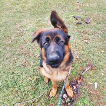 Haggie -  German Shepherd Dog Dog for Adoption in Reisterstown, Maryland - Haggie | PetCurious