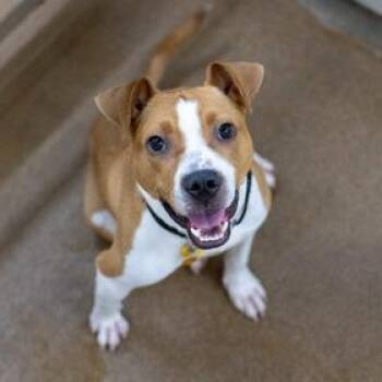 Yams D11930 -  Pit Bull Terrier and Terrier Dog for Adoption - Yams D11930 | PetCurious