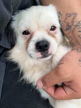 Pax -  Pekingese Dog for Adoption in Gainesville, Virginia - Pax | PetCurious
