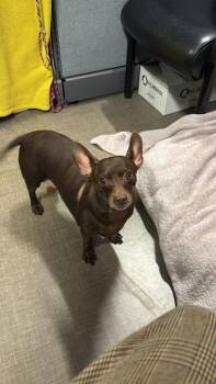 Chihuahua Dogs Available for Adoption in Sacramento, California - Big Guy | PetCurious