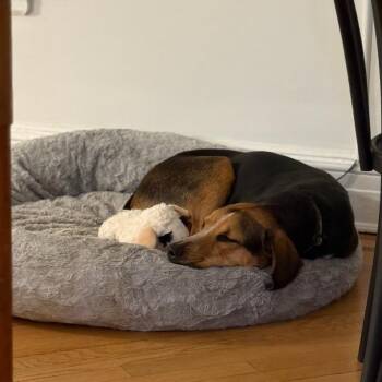 Bluetick Coonhound and Beagle Dogs Available for Adoption - NY Finn (Home In Brooklyn) | PetCurious