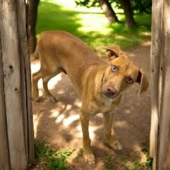 Rescue Vizsla Dogs for Adoption in Williston, Vermont - Ozzy | PetCurious