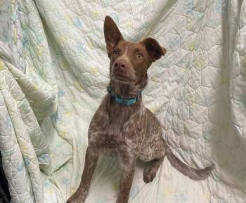 Australian Cattle Dog Blue Heeler and Labrador Retriever Dogs Available for Adoption in Decorah, Iowa - Skipper | PetCurious