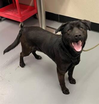 Labrador Retriever Dogs Available for Adoption in Phoenix, Oregon - Dory | PetCurious