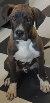 Mixed Breed Dogs Available for Adoption in Fenton, Missouri - Charlie | PetCurious