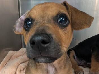 STUART -  Labrador Retriever Dog for Adoption in Palo Alto, California - STUART | PetCurious
