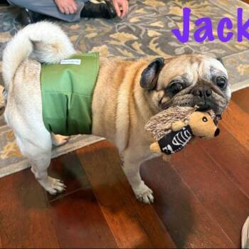 Jack -  Pug Dog for Adoption in Alvin, Texas - Jack | PetCurious