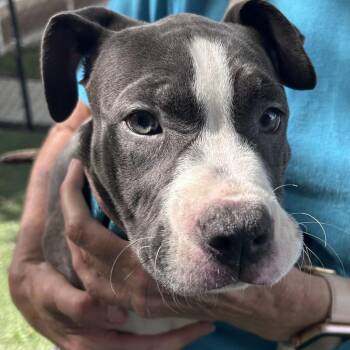 Anacortes -  Mixed Breed Dog for Adoption - Anacortes | PetCurious