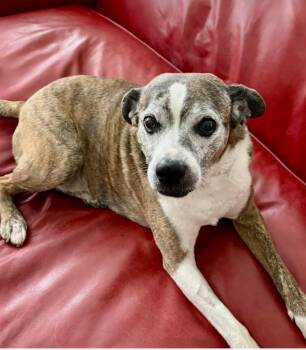 Picchu -  Boxer and Beagle Dog for Adoption in Scottsdale, Arizona - Picchu | PetCurious