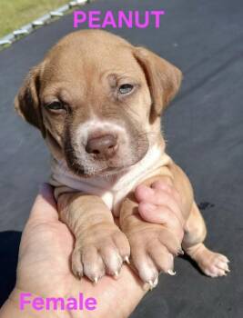 Boxer Dogs Available for Adoption in Troy, Alabama - Peanut | PetCurious