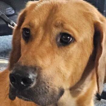Tweezer -  Mixed Breed Dog for Adoption in Walker, Michigan - Tweezer | PetCurious