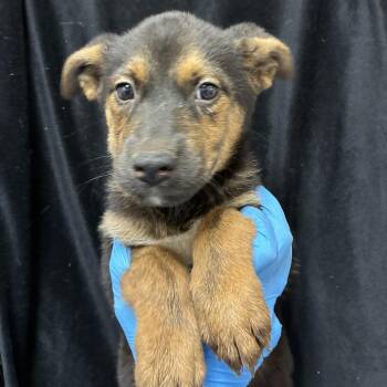 Titan -  Shepherd and Mixed Breed Dog for Adoption in San Antonio, Texas - Titan | PetCurious