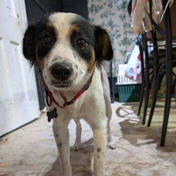 Randall CS -  Australian Shepherd Dog for Adoption in Columbia, Maryland - Randall CS | PetCurious