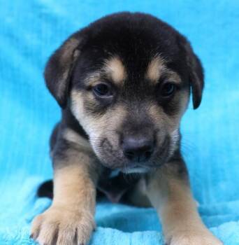 Shepherd Dogs Available for Adoption in Thief River Falls, Minnesota - Freeto | PetCurious