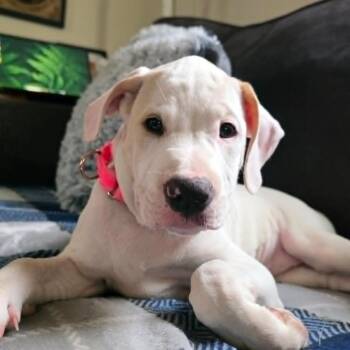 Willow -  Labrador Retriever and Australian Shepherd Dog for Adoption in Chatham, New Jersey - Willow | PetCurious