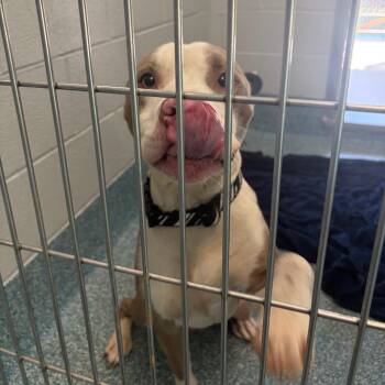 SAGO -  Pit Bull Terrier Dog for Adoption in Greensboro, North Carolina - SAGO | PetCurious