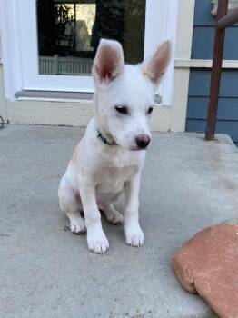 Australian Cattle Dog Blue Heeler and Cattle Dog Dogs Available for Adoption - Alphonse 2 | PetCurious