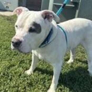 Lefty -  Pit Bull Terrier Dog for Adoption in Hilliard, Ohio - Lefty | PetCurious