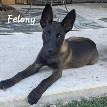 Felony DD -  Belgian Shepherd Malinois Dog for Adoption in Austin, Texas - Felony DD | PetCurious