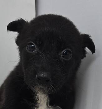 Australian Kelpie Dogs Available for Adoption in Newport, Tennessee - Go For Gin | PetCurious