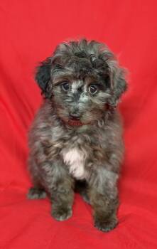 Brian -  Aussiedoodle Dog for Sale in Townsend, Delaware - Brian | PetCurious