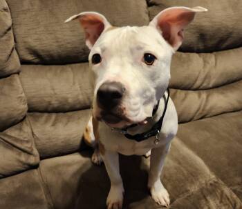 American Staffordshire Terrier Dogs Available for Adoption - Willow | PetCurious