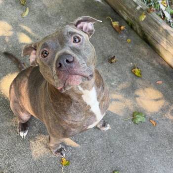 Bluey -  Pit Bull Terrier Dog for Adoption in Ridgely, Maryland - Bluey | PetCurious