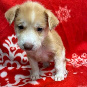 Siberian Husky Dogs Available for Adoption - Boots | PetCurious