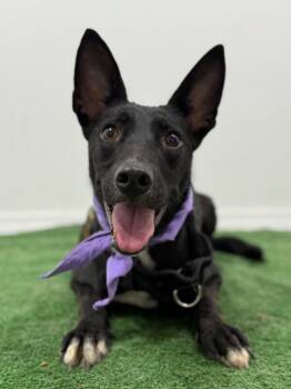 Labrador Retriever and Mixed Breed Dogs Available for Adoption in Carlsbad, California - Lina-One Of Our Amazing Rescue Dogs | PetCurious