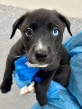 Sherry -  Mixed Breed Dog for Adoption in Wichita, Kansas - Sherry | PetCurious