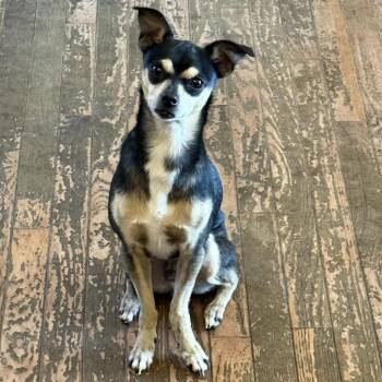 Mixed Breed Dogs Available for Adoption in Bellingham, Washington - Lucas | PetCurious