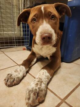 Terrier Dogs Available for Adoption - Fitz | PetCurious