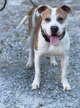 Mossy -  Mixed Breed Dog Available for Adoption in Elizabethtown, North Carolina - Mossy | PetCurious