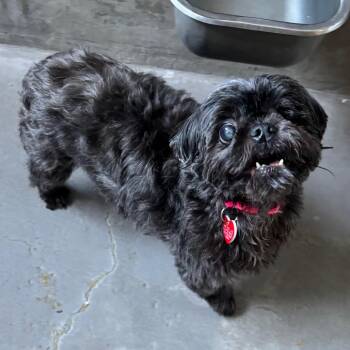 Gigi A2289350 -  Shih Tzu Dog for Adoption in Los Angeles, California - Gigi A2289350 | PetCurious