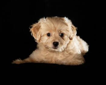 Cinderella -  Maltese and Miniature Pinscher Dog for Adoption in Coachella, California - Cinderella | PetCurious