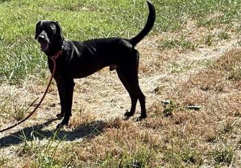 Tipton -  Labrador Retriever Dog for Adoption - Tipton | PetCurious