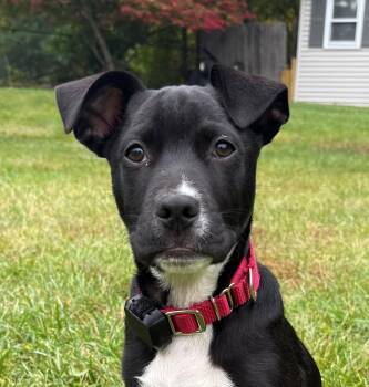 Pongo Pupcake - Local pup -  Black Labrador Retriever and Boxer Dog for Adoption in Andover, Massachusetts - Pongo Pupcake - Local Pup | PetCurious