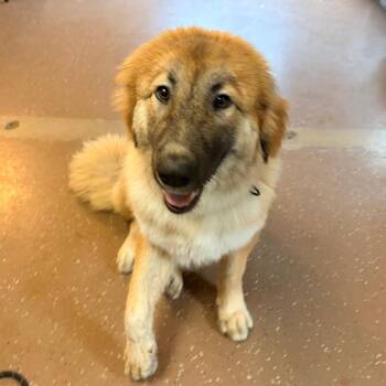 Bali -  Shepherd Dog for Adoption in Belleville, Illinois - Bali | PetCurious