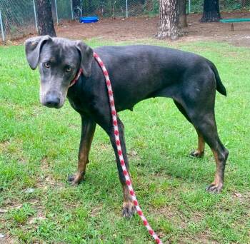 Doberman Pinscher and Weimaraner Dogs Available for Adoption in Little Rock, Arkansas - Natalie | PetCurious