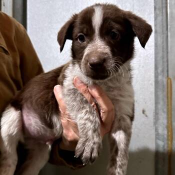 Australian Cattle Dog Blue Heeler and Mixed Breed Dogs Available for Adoption - PROP | PetCurious