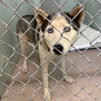 S64031 -  Husky Dog for Adoption in Newark, New Jersey - S64031 | PetCurious
