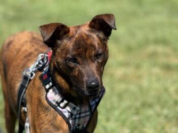 Rescue Terrier and Mixed Breed Dogs for Adoption in Cincinnati, Ohio - Tip Top | PetCurious