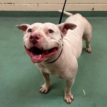 Buu -  Mixed Breed Dog for Adoption in Memphis, Tennessee - Buu | PetCurious