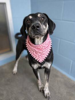 Clutch -  Hound Dog for Adoption in Lafayette, Louisiana - Clutch | PetCurious