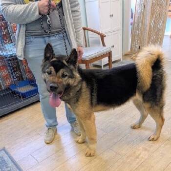Akita Dogs Available for Adoption - NIKITA | PetCurious
