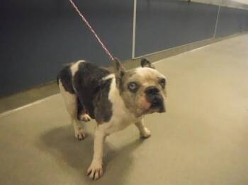 DIDI -  French Bulldog Dog for Adoption in Doral, Florida - DIDI | PetCurious