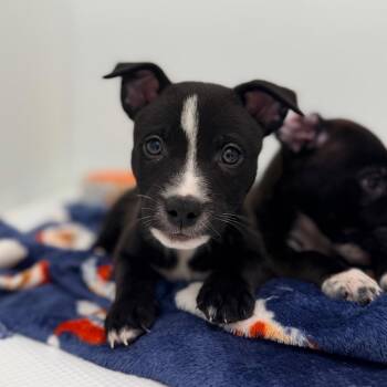 Xaden Riorson -  Border Collie Dog for Adoption in Chico, California - Xaden Riorson | PetCurious