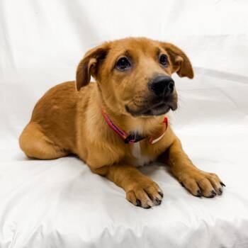 Shepherd Dogs Available for Adoption in Parker, Colorado - 496 (2026) Sage | PetCurious